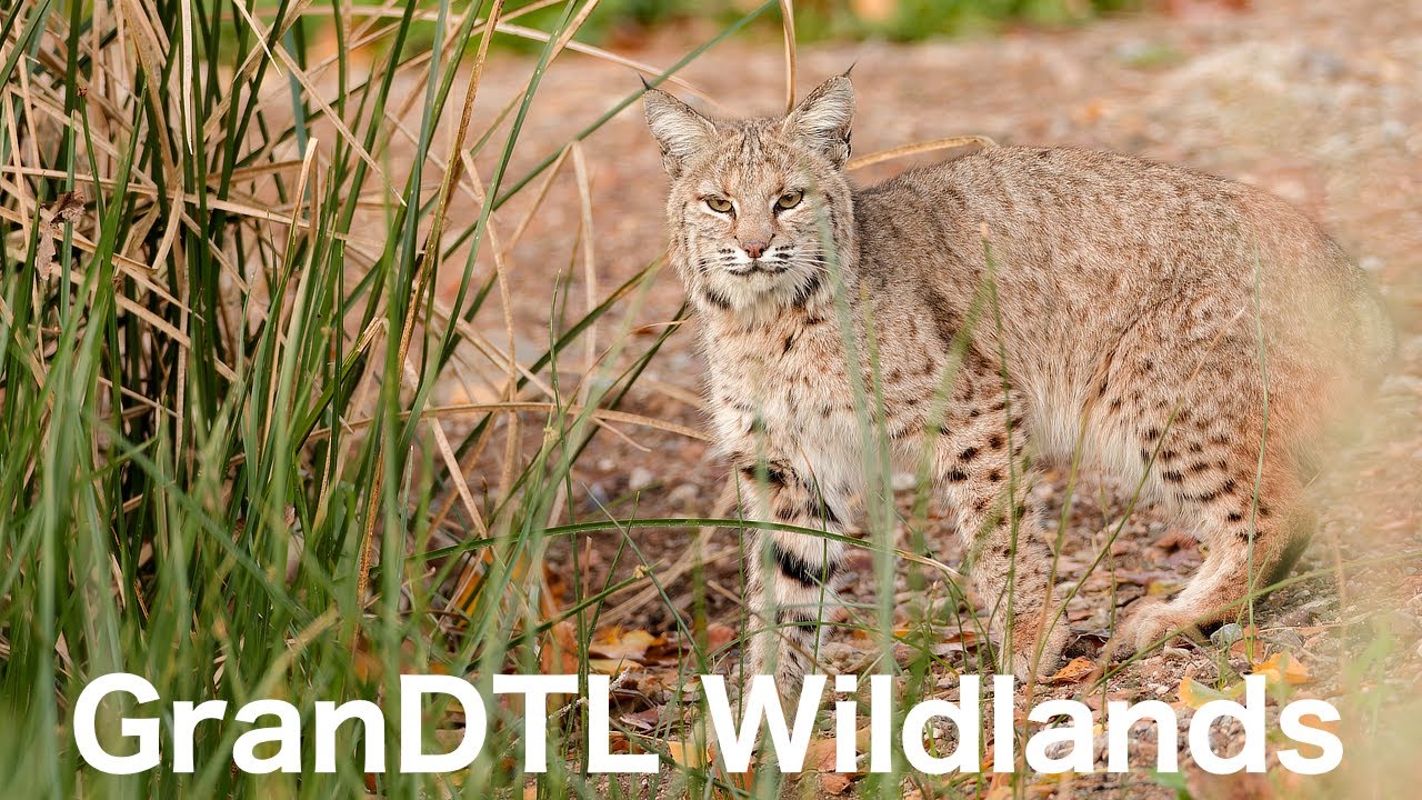 Bobcat, Elegant Trogon, and Saw-Whet Owl: visited Tucson,  looked for and found our target wildlife!