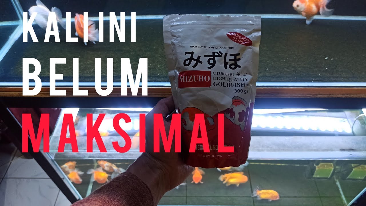 REVIEW PELET MIZUHO GOLDFISH DARI JEPANG | REVIEW JUJUR 4 MINGGU