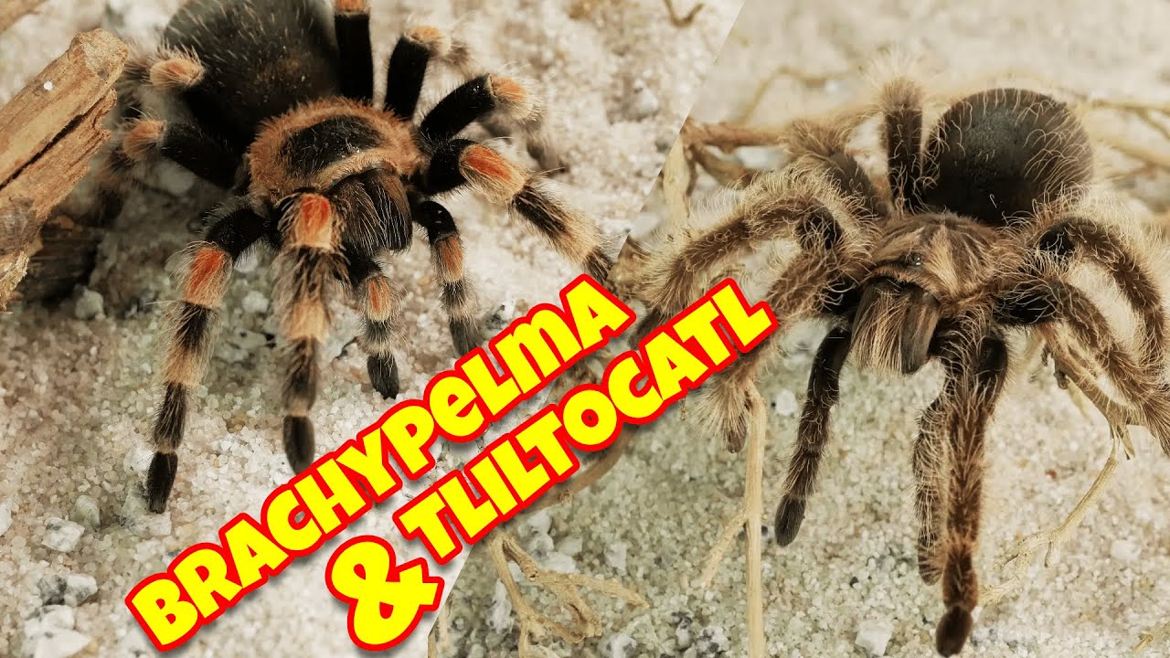 Wszystko o ptasznikach Brachypelma i Tliltocatl! Ciekawostki, historia, wymowa