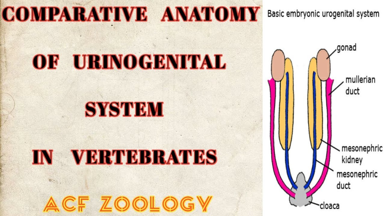 Comparative anatomy of urinogenital system in vertebrates |Acfzoology | Bsc zoology | ZoologyClasses