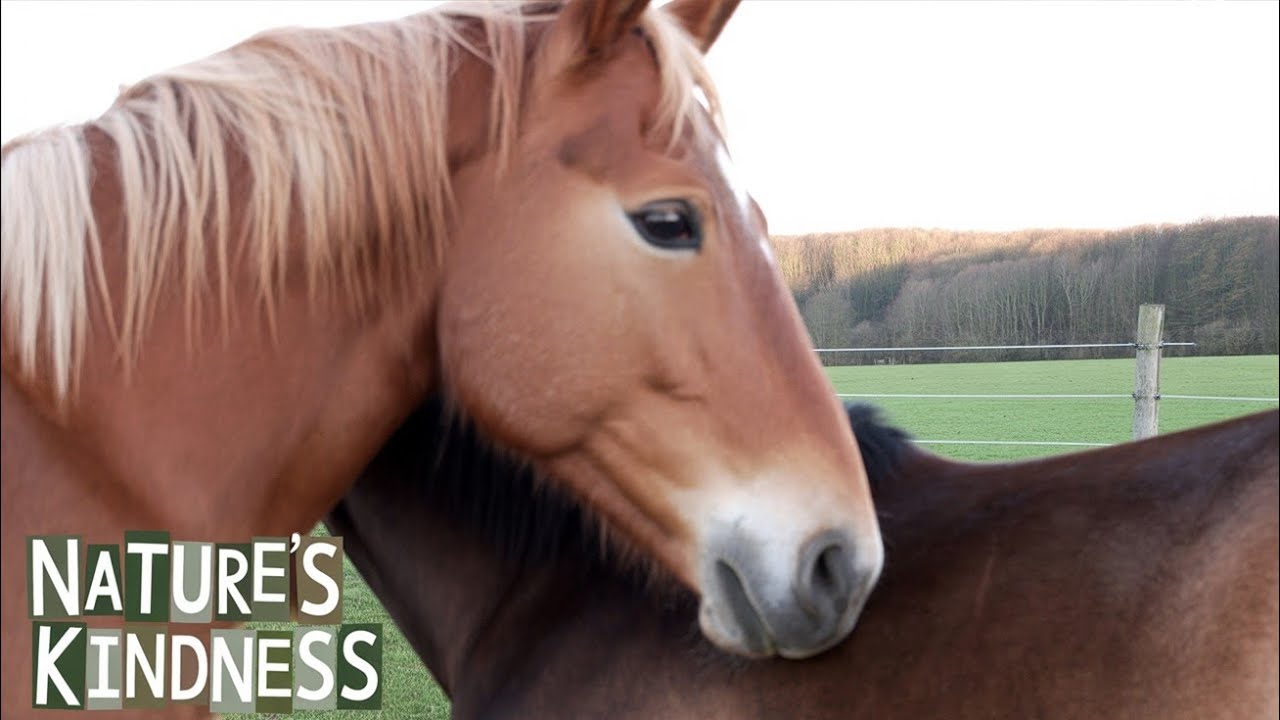 Nature’s Kindness: Horses Grooming Each Other at Staveley Nature Reserve 
