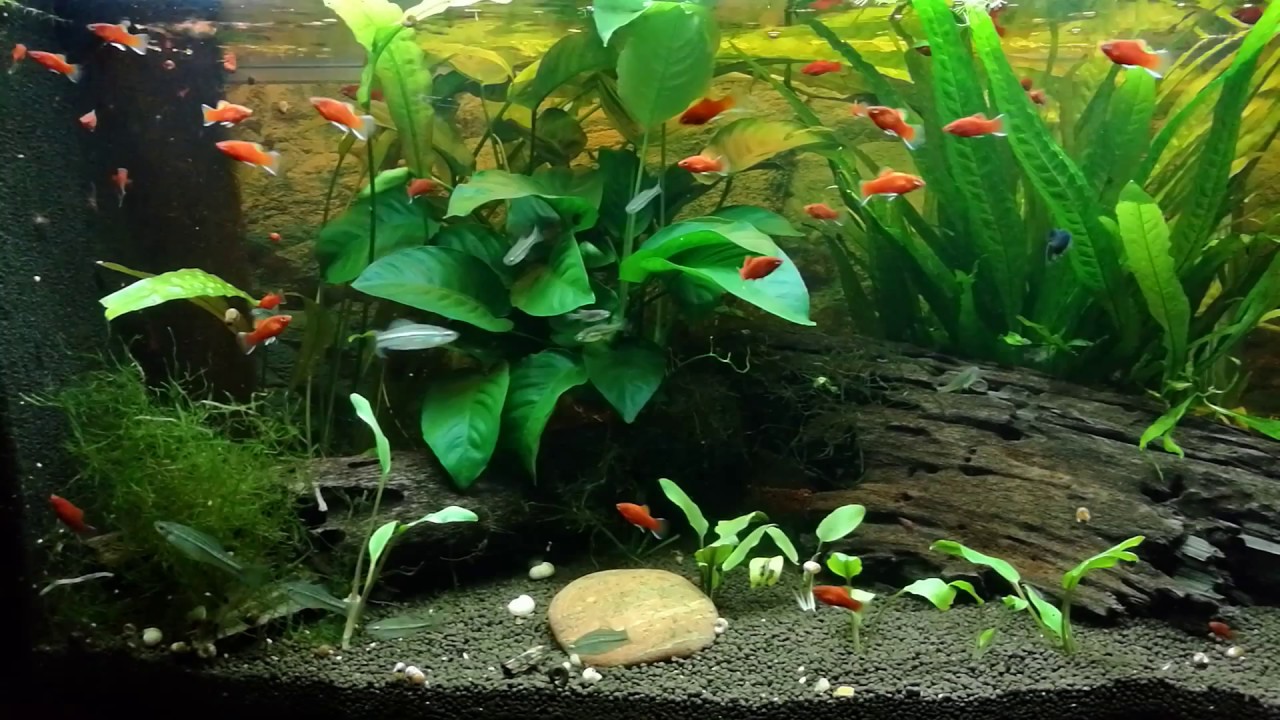 Coral Platy, xiphophorus montezumae, Skiffia multipunctata.