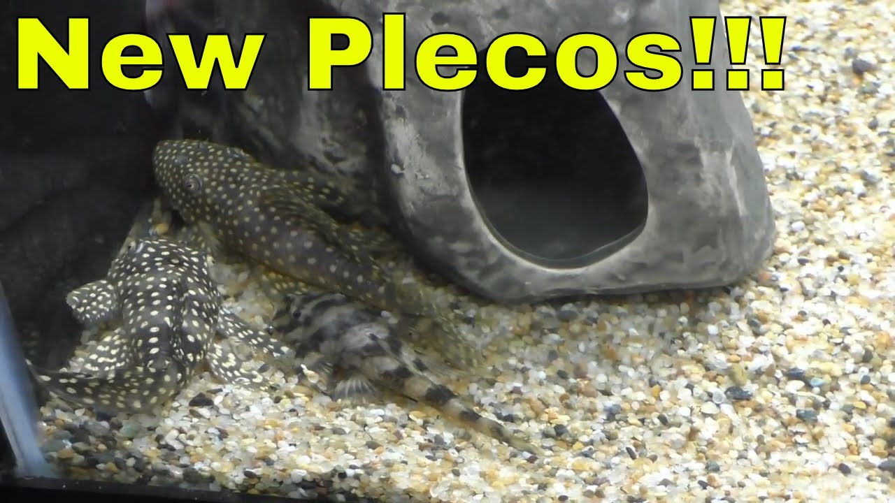 New Fancy Plecos 🐠 Black Friday 🐠 Bloodfin Tetras