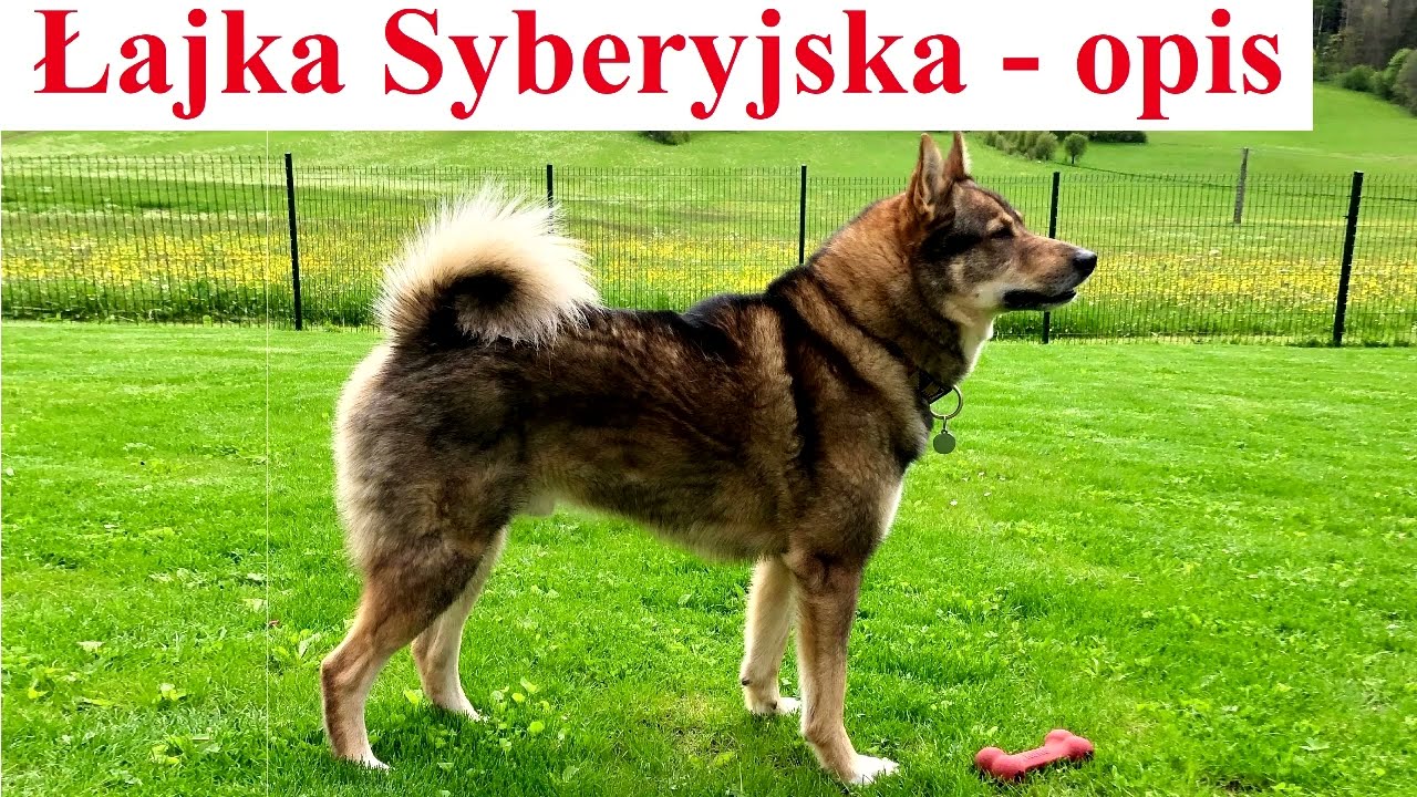 Łajka Syberyjska - opis i ciekawostki