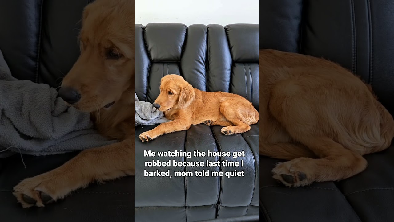 Sorry not sorry 😶 #goldens #puppy #funny #dogs #viral #reels #rob #quiet #goldenretiever #video