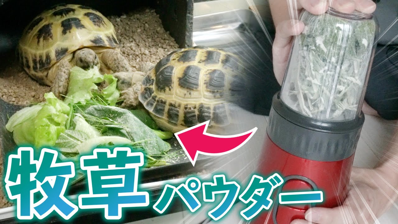 リクガメの下痢/軟便解消のために食物繊維を強制的に与える方法【牧草】
