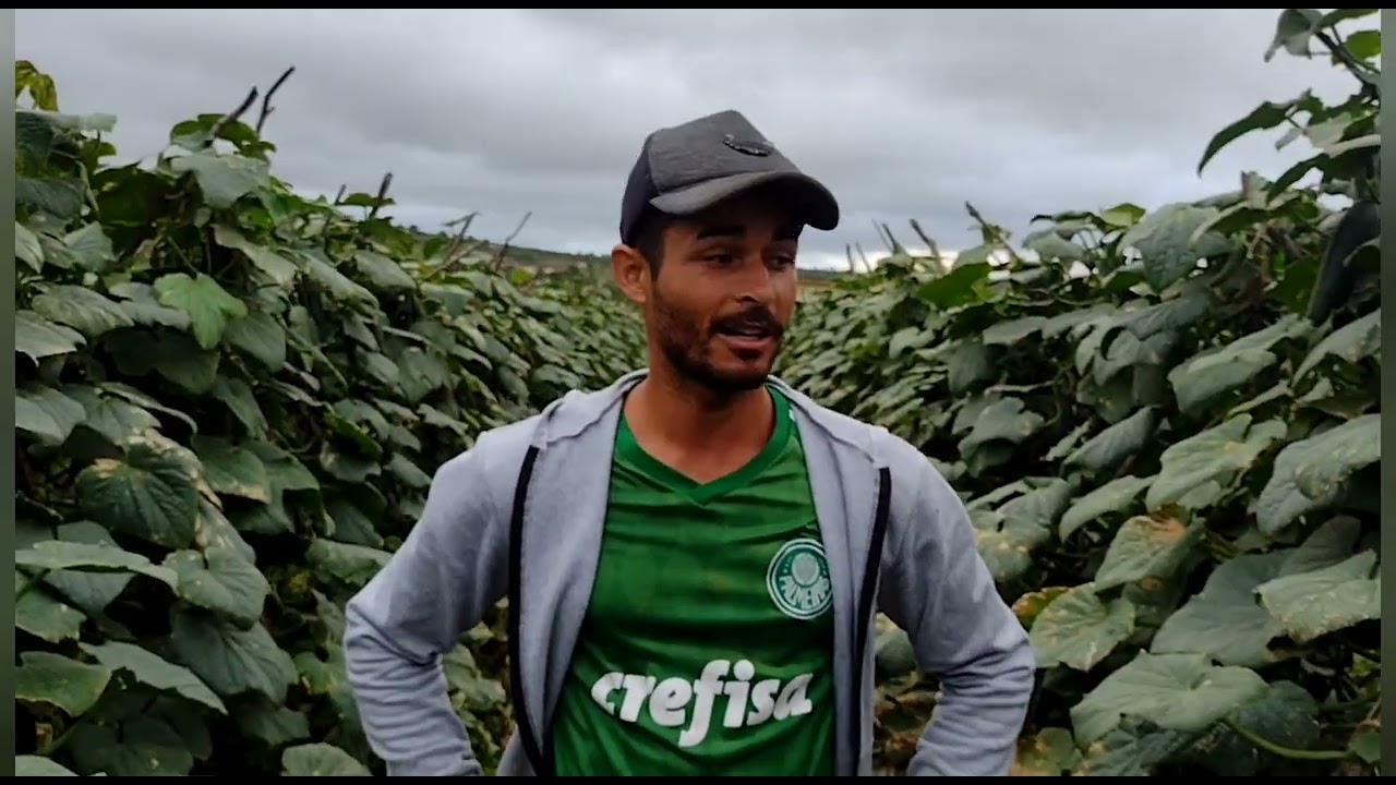 Diferenças das folhagens do Exocet e HS1020