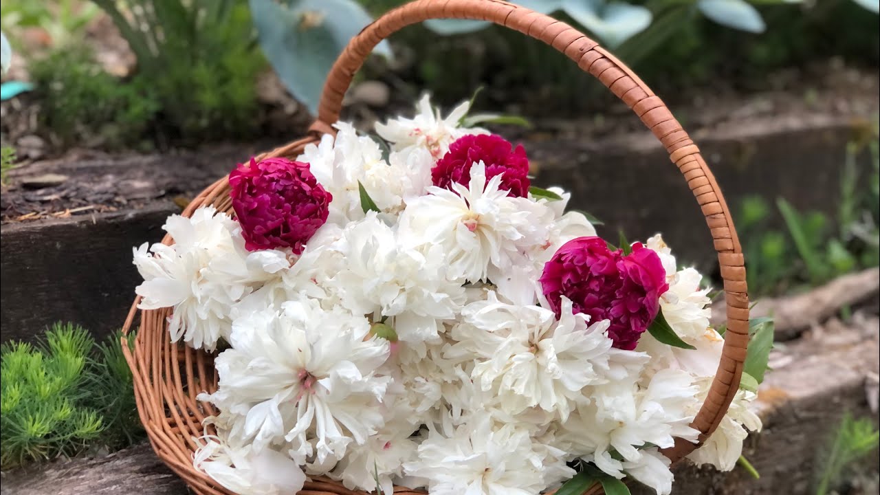 You can EAT PEONY FLOWERS!