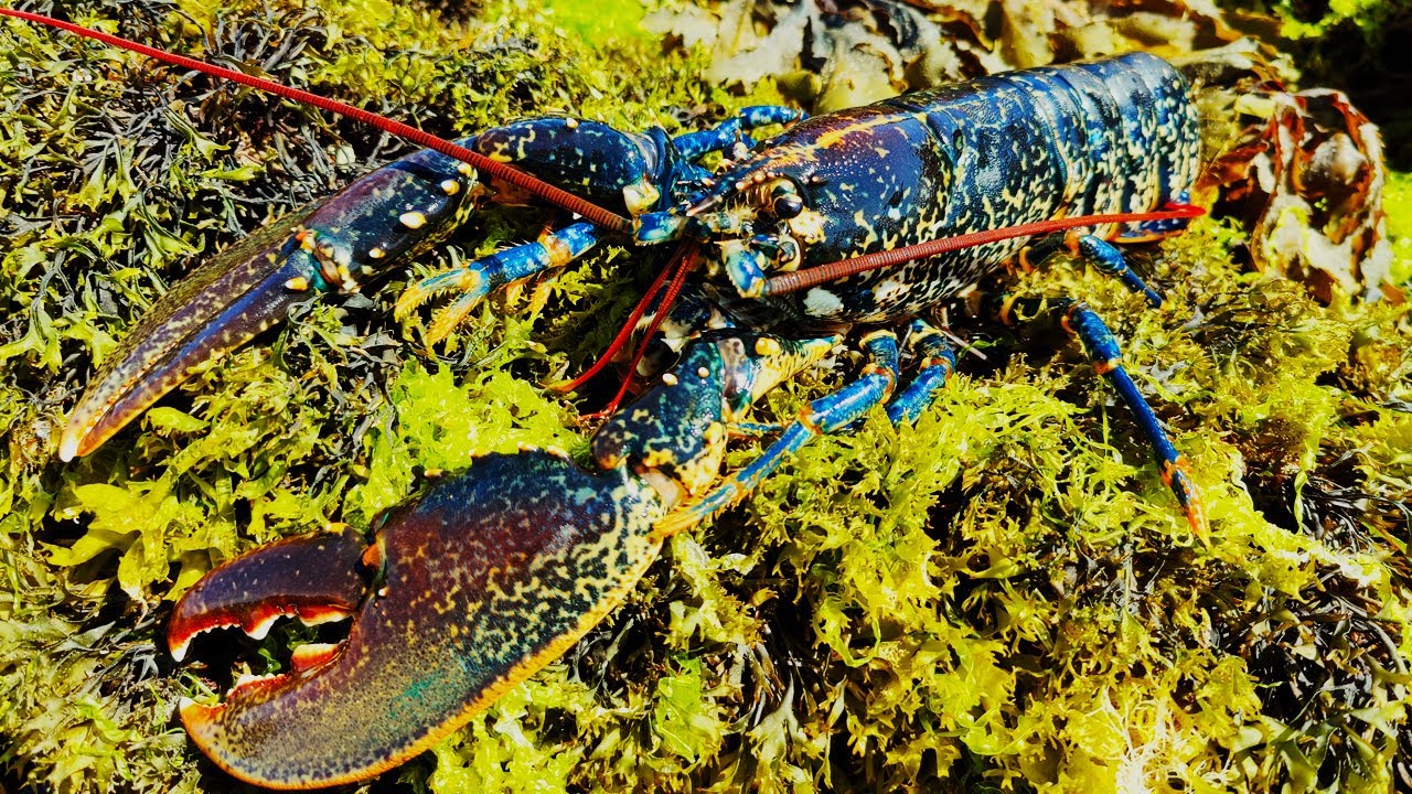 Lobster Catch and Cook + Huge Brown Edible Crab! - Coastal Foraging in the Summer Ep2