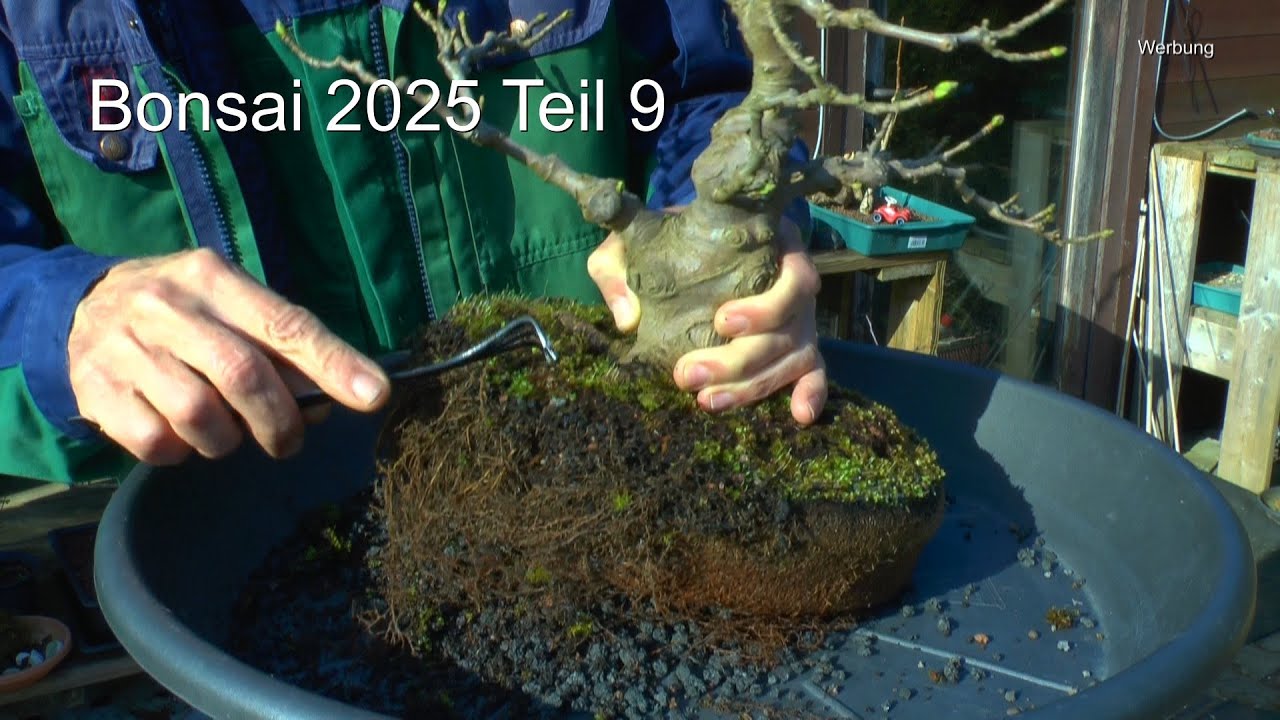 Bonsai 2025 Teil 9 Bergahorn Umtopfen Wurzelschnitt und Moos Zucht