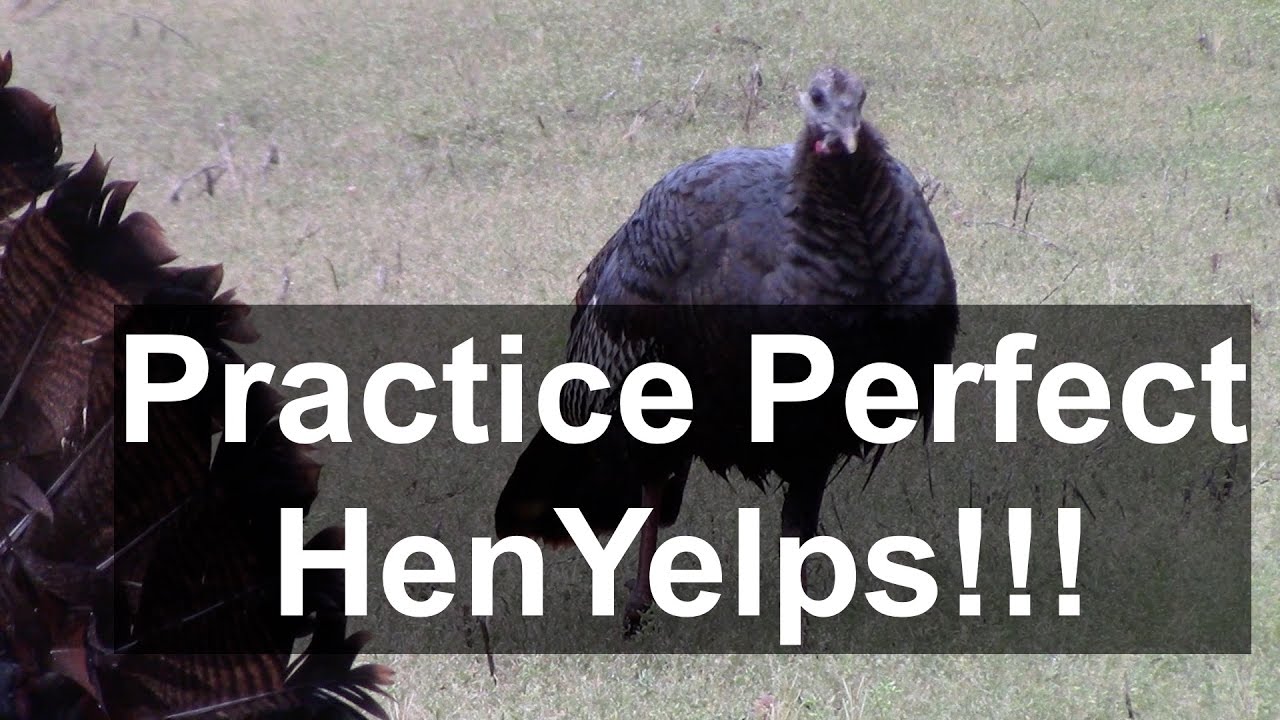 Wild Turkey Calling Perfect Natural Yelps