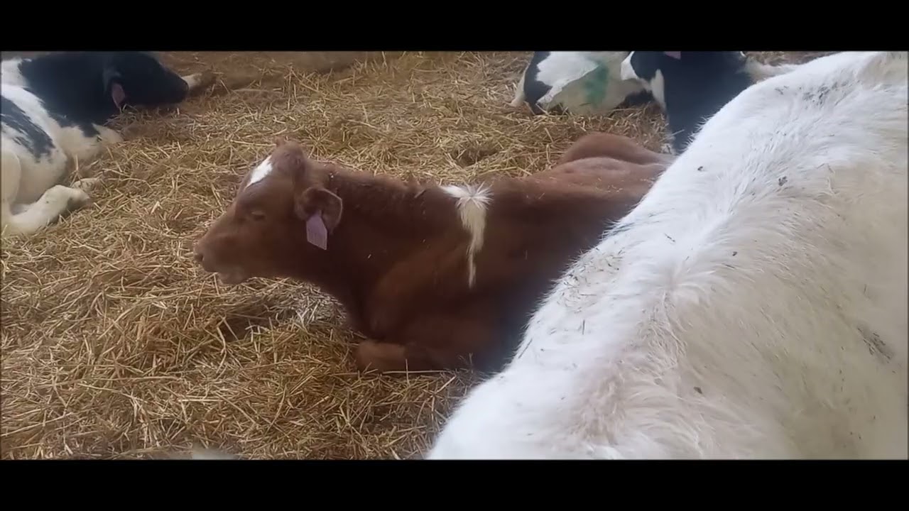 Small Brown Calf Relaxing in the Barn 🐄