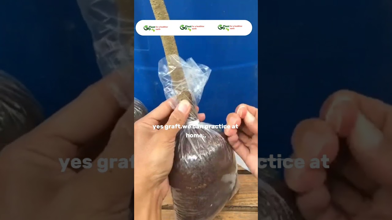 EASY WAY TO GRAFTING MANGOES SO THEY BEAR FRUIT QUICKLY! #gardening