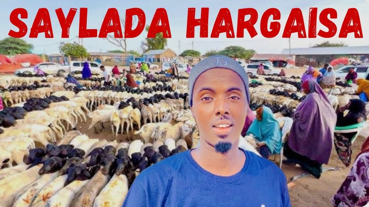 SAYLADA XOOLAHA EE GEESKA AFRIKA UGU WAYN / WAXAN NOQDAY DILAL HAL MAALIN