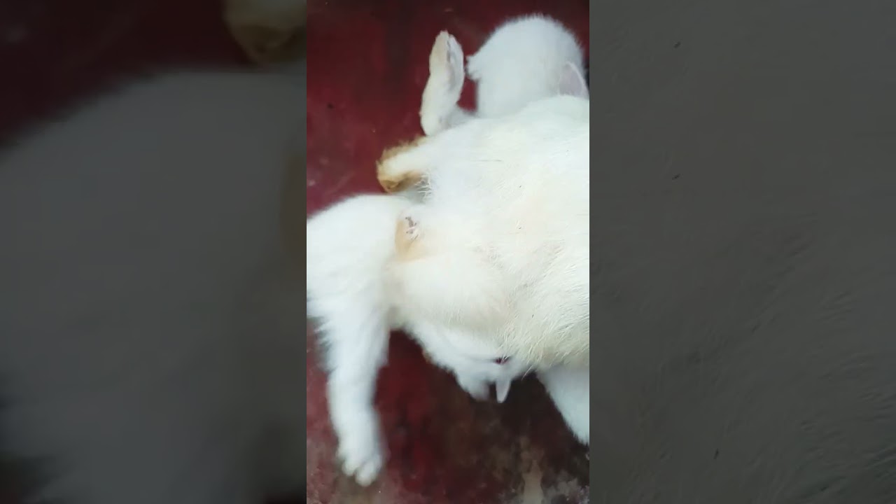 My Rabbit Baby's Drink milk 🍼
