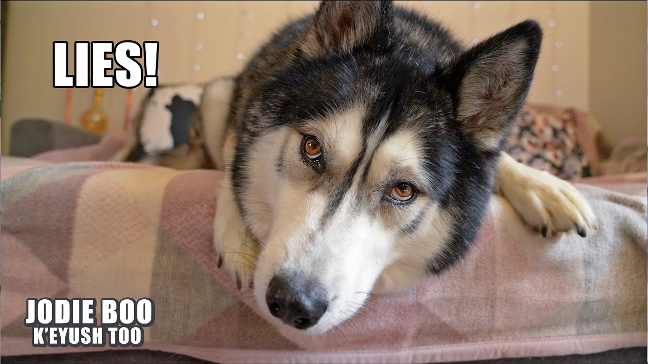 Exposing My Husky’s Irrational FEARS! He Denies it!