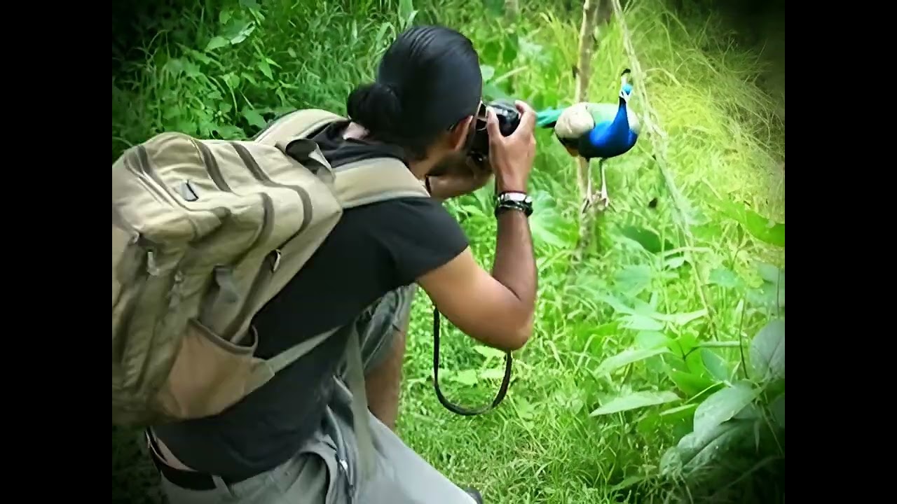 Wildlife photographer 