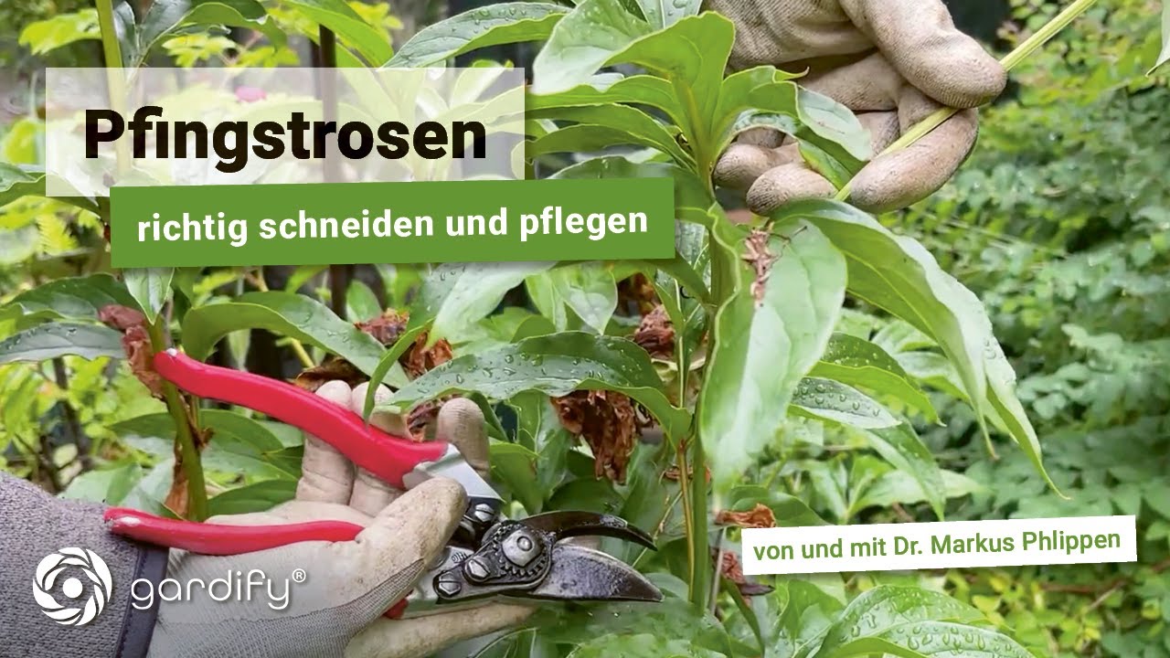 So bleiben Pfingstrosen kr&auml;ftig und gesund: R&uuml;ckschnitt nach der Bl&uuml;tezeit | gardify Tipps