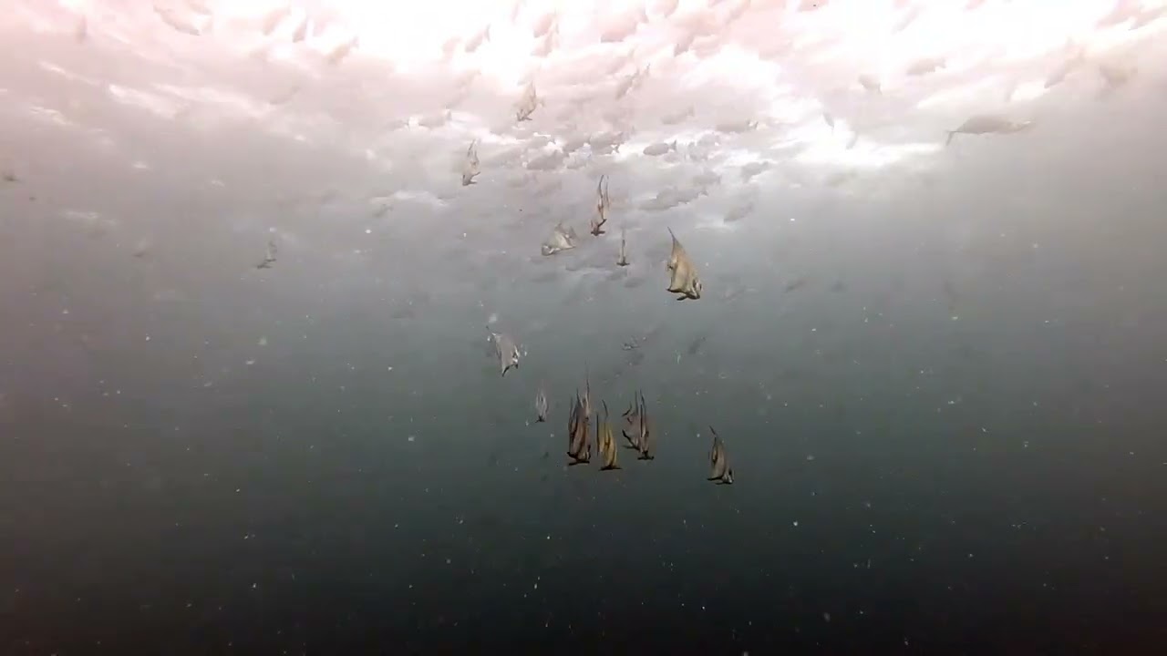 #2026 #roatan @salemscuba1170 