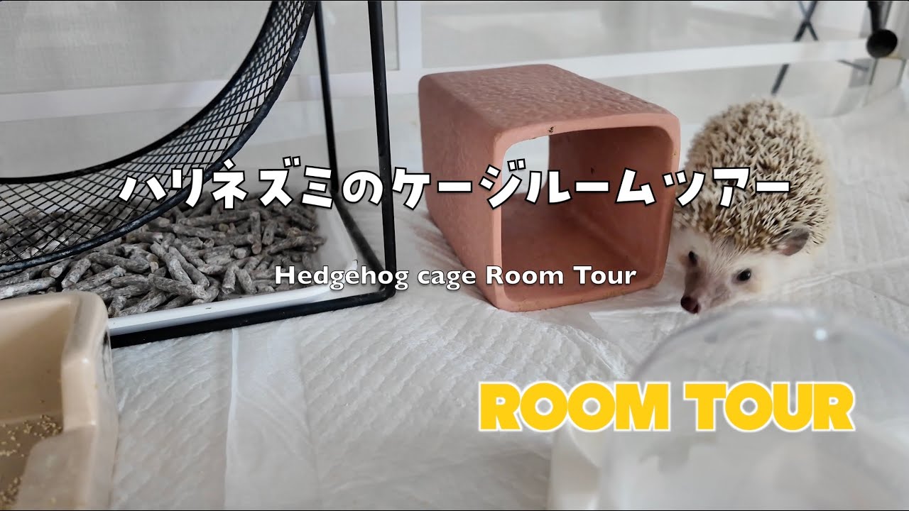 ハリネズミのルームツアー（ケージやレイアウトのご紹介）