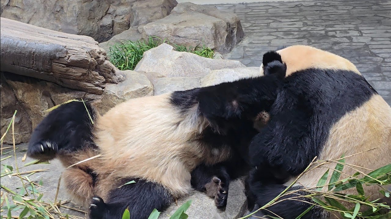2026.01.18 에버랜드 오늘의 마감 영상♡