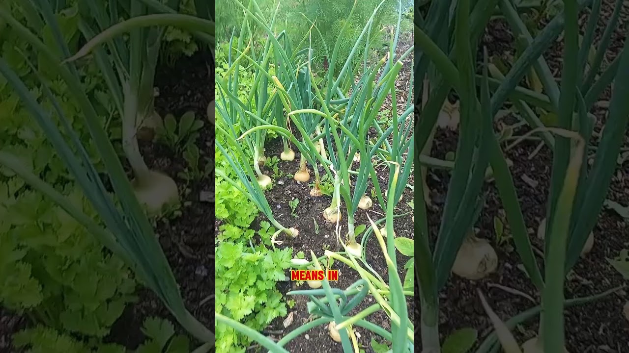 Growing onions 🧅 #gardening #allotmentlife #allotment #onions