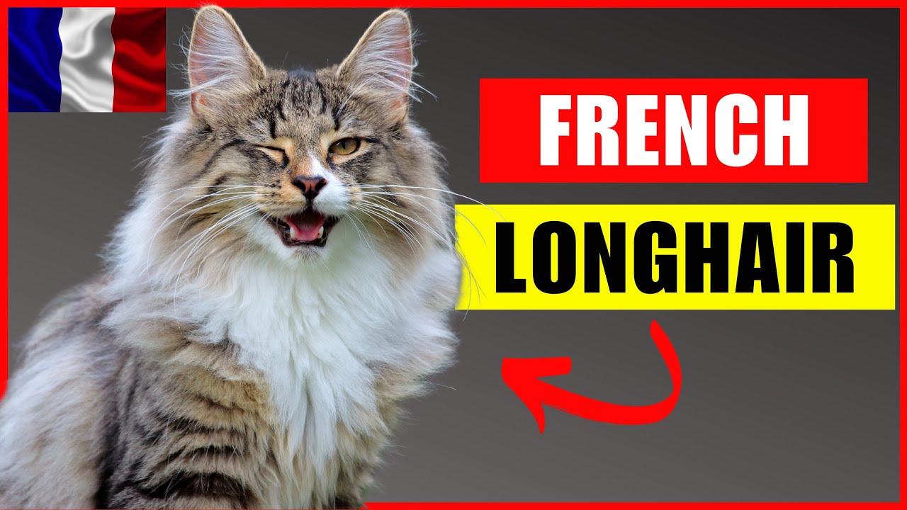 Top Longhair Cat Breeds In France