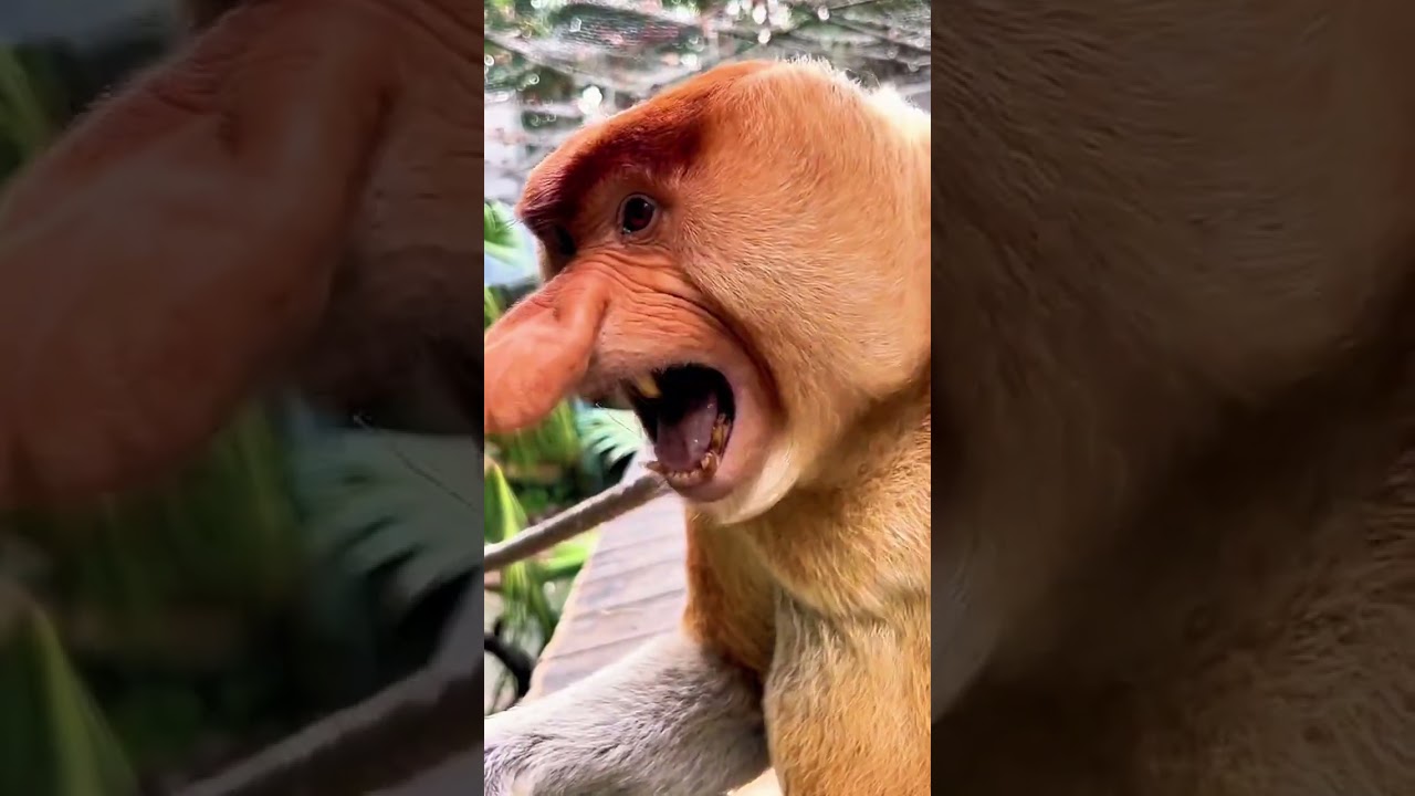Proboscis Monkey Amazing Video (Funny)