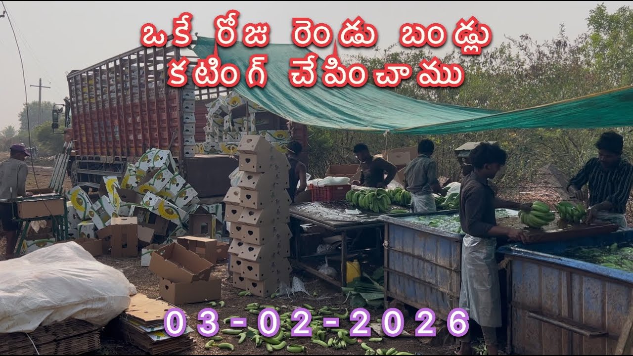 ఒకే రోజు రెండు బండ్లు అయితే మన సురేష్ తోట అయితే కటింగ్ అయింది. #trending #banana #