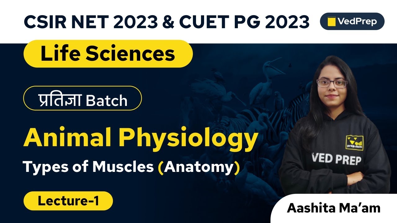 Types of Muscles | Animal Physiology | Life Sciences | CSIR NET | CUET PG | VedPrep Biology Academy