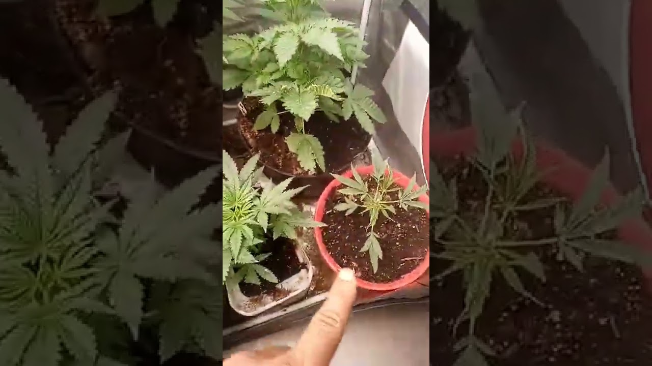 #cannabiseducation #cannabiscommunity #grow #weed #cannabisculture 14 weeks in veg the big girl