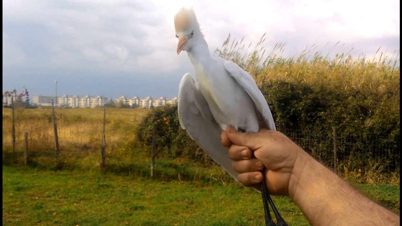 SALVATAGGIO DI UN AIRONE GUARDABUOI  bird watching ( Bubulcus ibis ) -UCCELLI