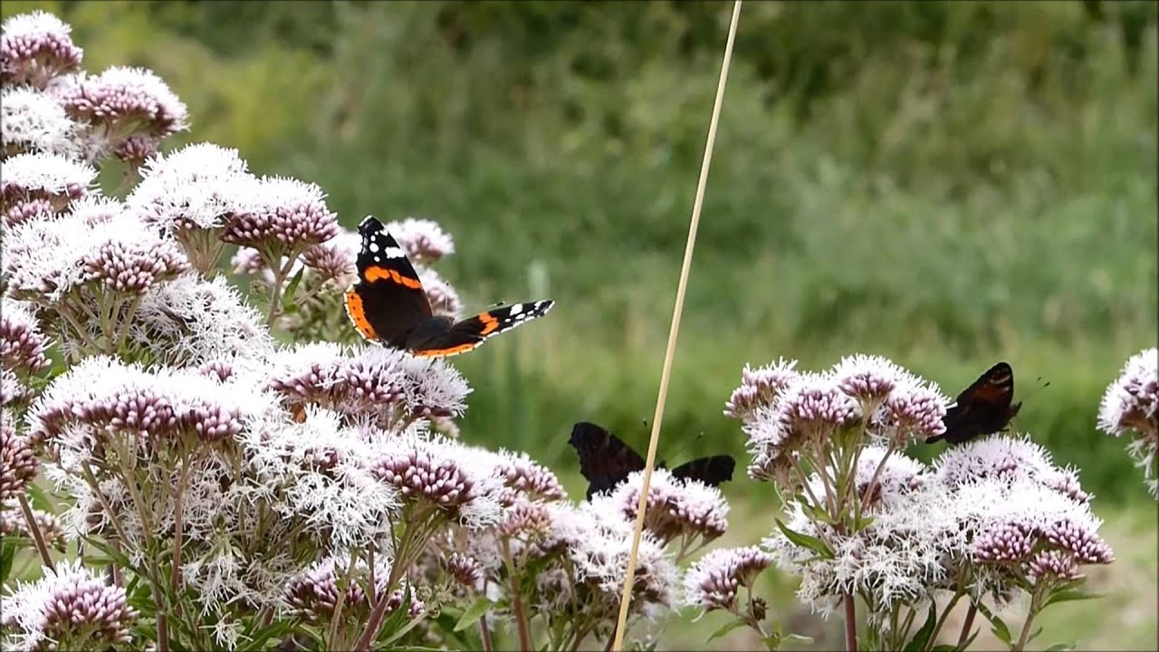 Red Admiral Butterfly