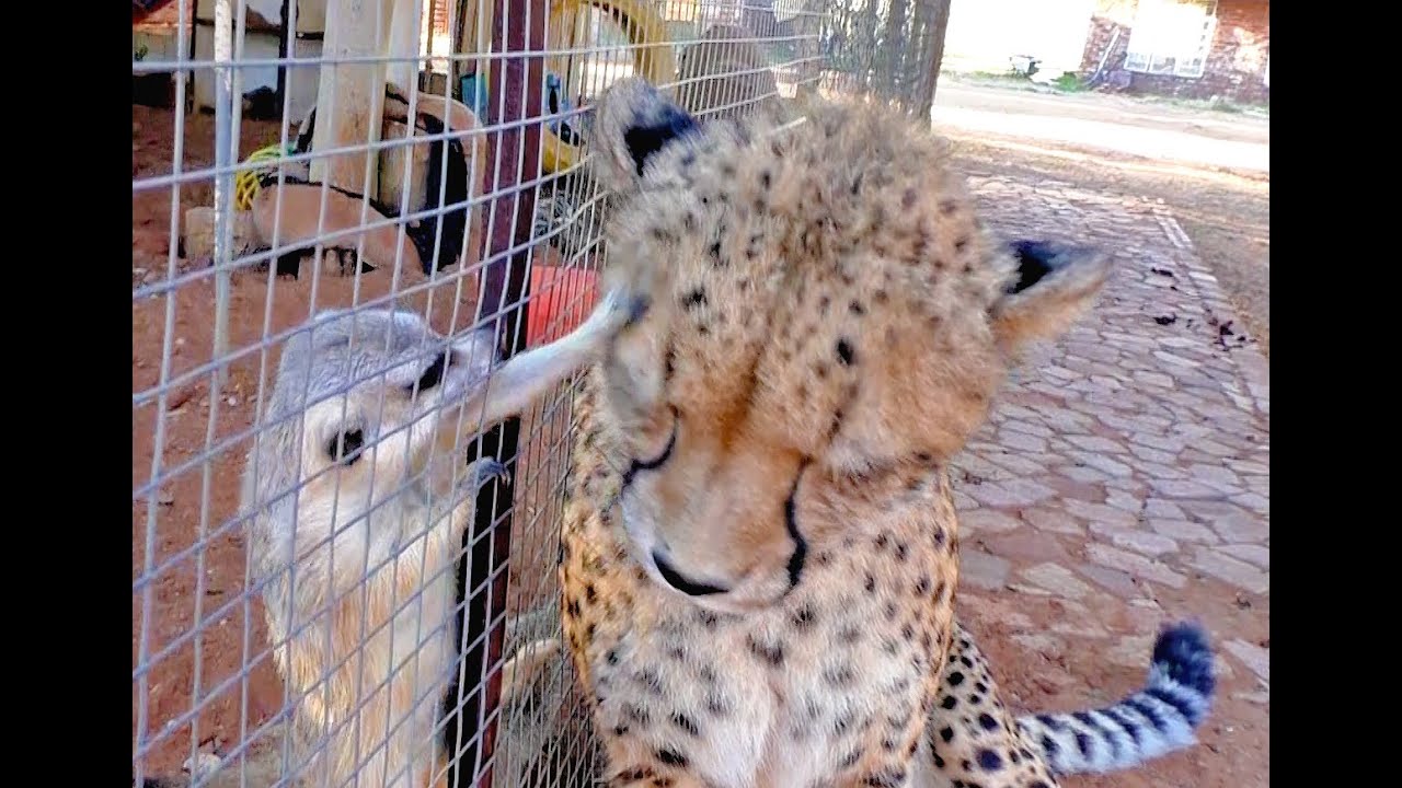 African Cheetah Versus Meerkats | Big Cat Gets Small Animal to Groom Him & Then Purrs | Loves It