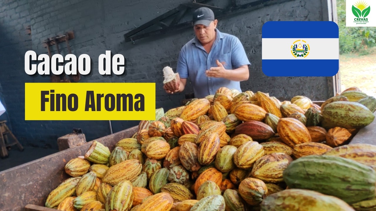 Empresarios JAPONESES visitan la finca de CACAO más GRANDE de El Salvador : Proyecto CREVAS