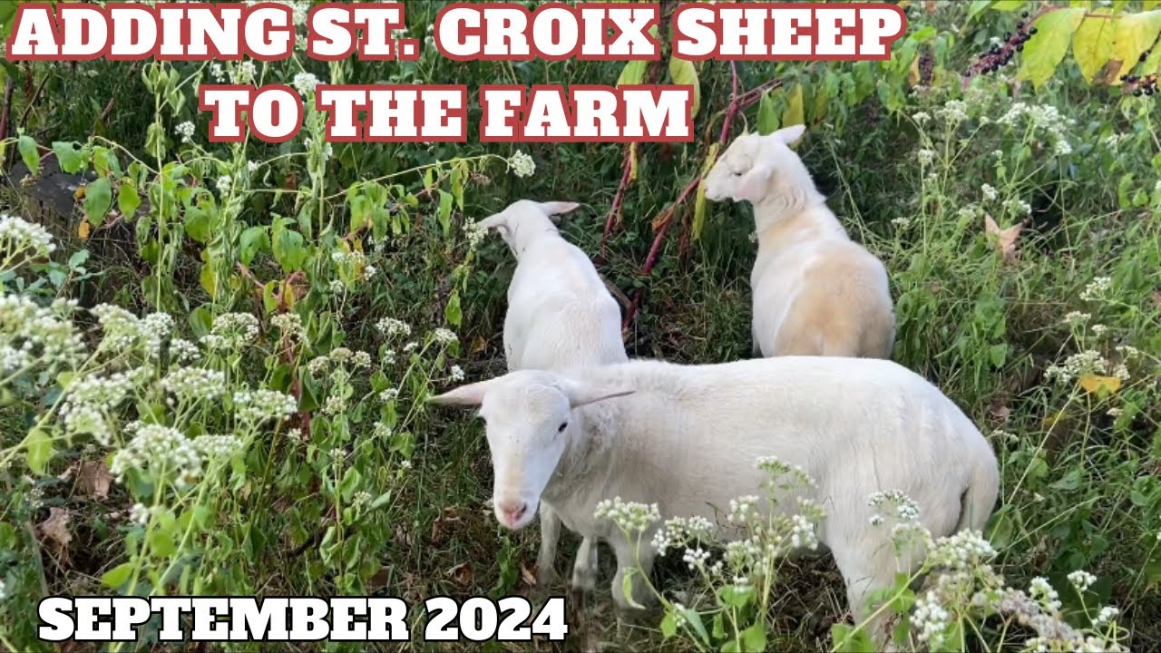 Adding St. Croix Sheep To The Farm