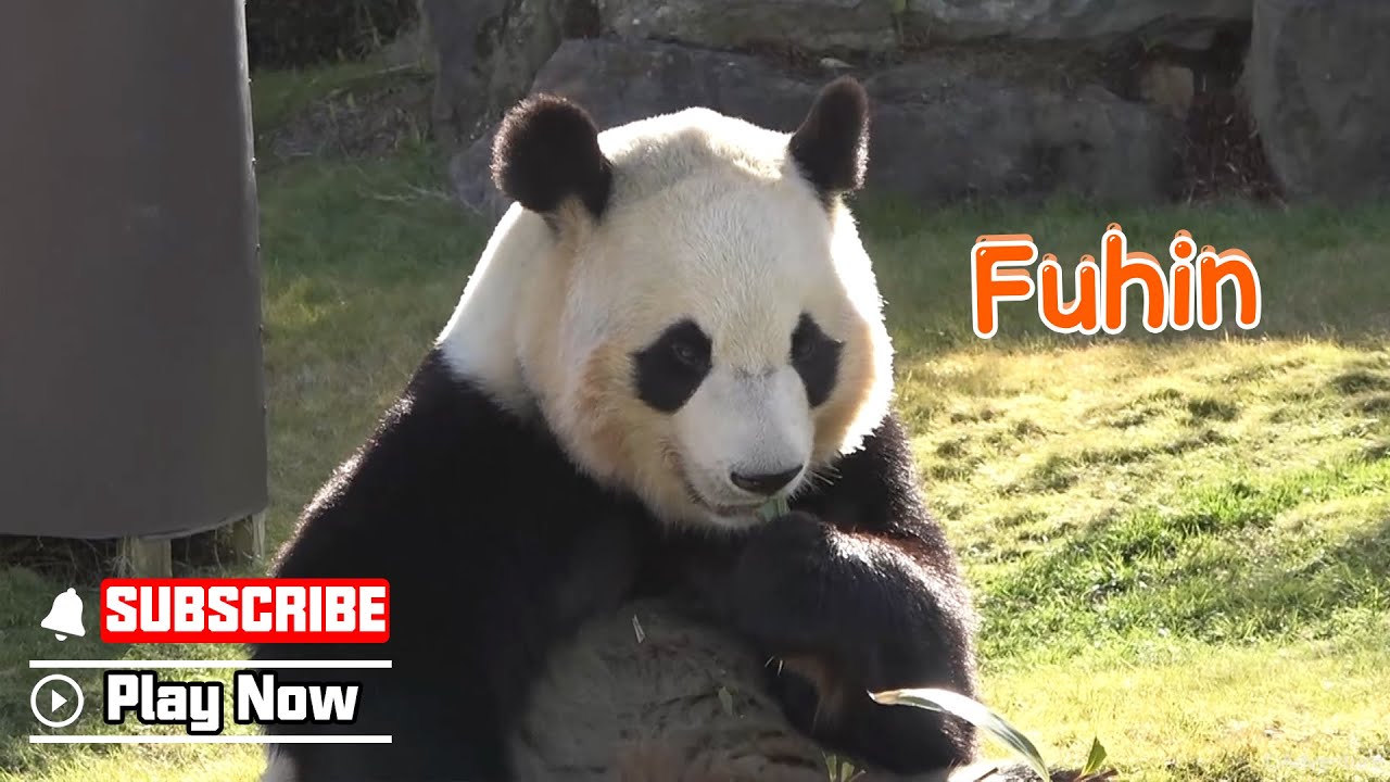 Рекорд роста Фухина | iPanda