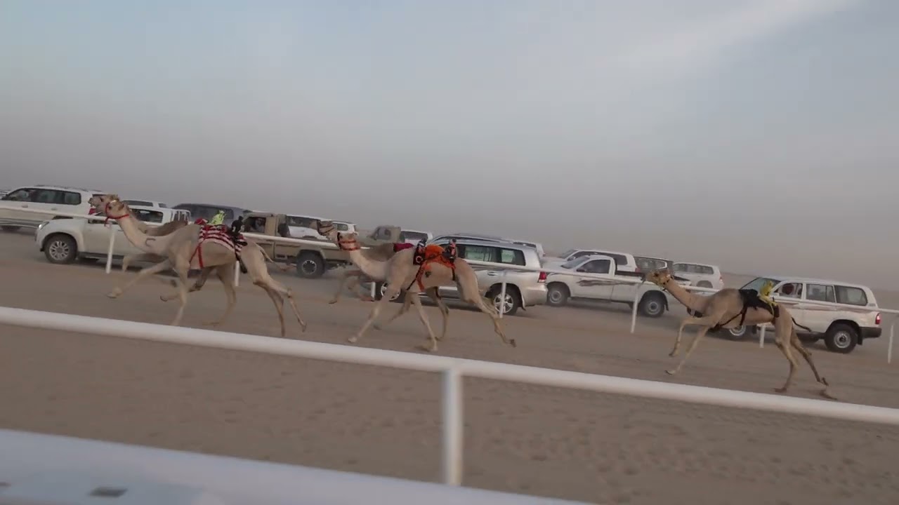 شاهين / عامر بن سعد ال رفاده