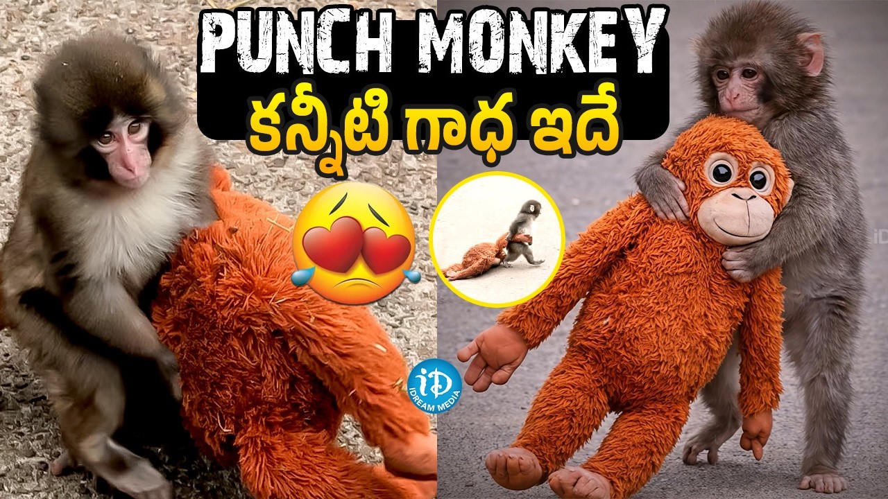Punch Monkey | Story Of Japan’s Viral Baby Monkey Punch | iDream Hindupur