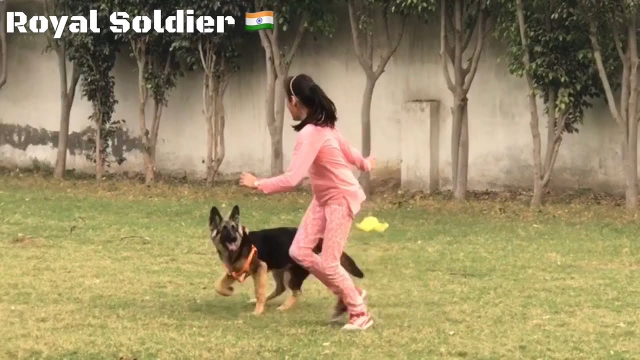 K9 German Shepherd CoCo of Royal Soldier. Informative  Video. Our Buffalos their Milk capacity price