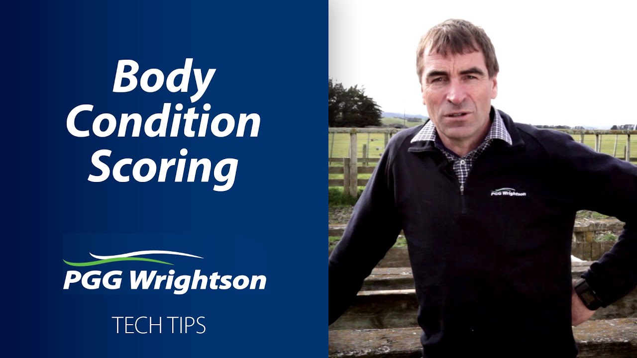 Importance of Body Condition Scoring | PGG Wrightson Tech Tips