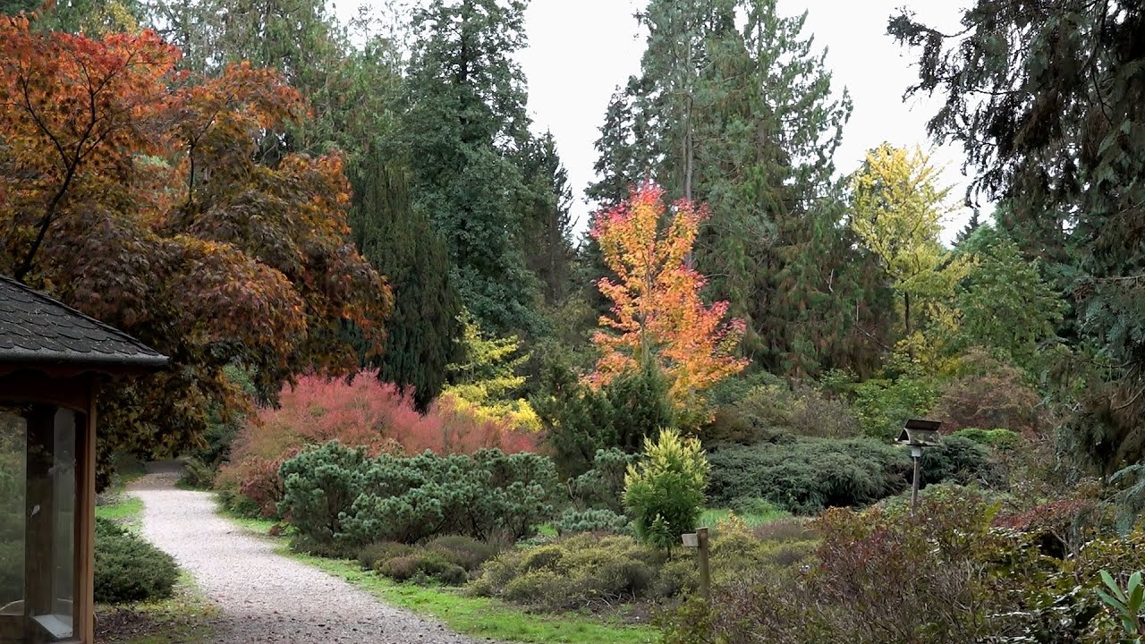 Herfst in bomenmuseum