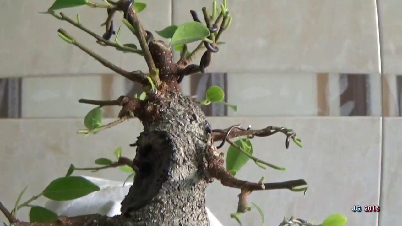 FICUS RETUSA de SANTOS  4ª Parte  Poda realambrado ramas y nuevo defoliado y brotación