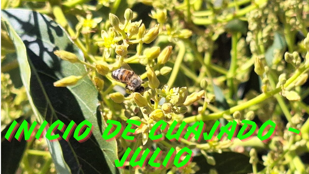 Varios campos de aguacate Hass o palta