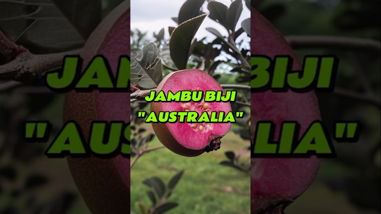Jambu Biji Australia #feedshorts