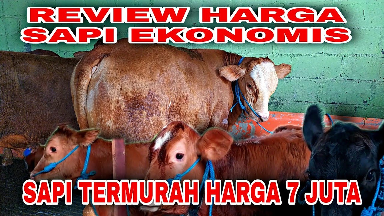 Review Harga Sapi Ekonomis Sapi Termurah Harga 7 Juta betina 8,5 Juta jantan