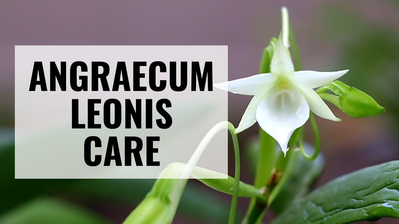 Уход за орхидеей Angraecum leonis || #CareCollab