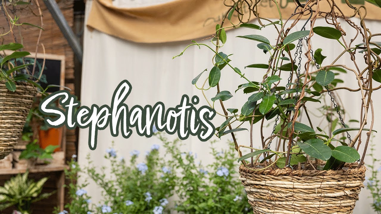 Stephanotis: Nature's Fragrant Star!