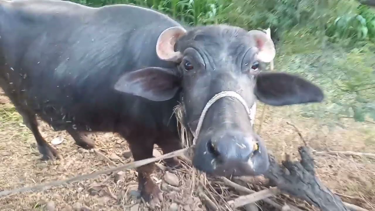 Gaon ki Bhains 🐃 | 3 Minute ka Desi Vlog | Pure Village Vibes