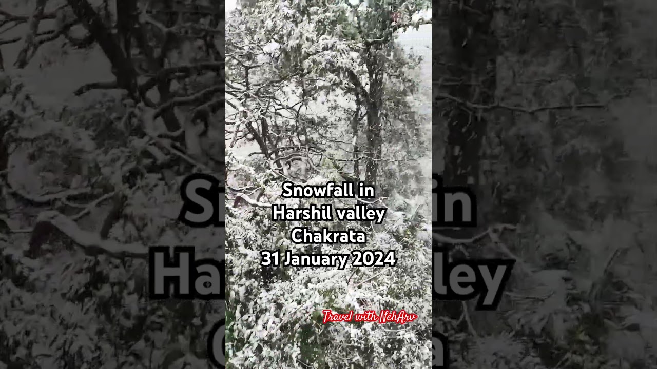 Snowfall in Uttarakhand | snowfall in chakrata on 31 January 2024